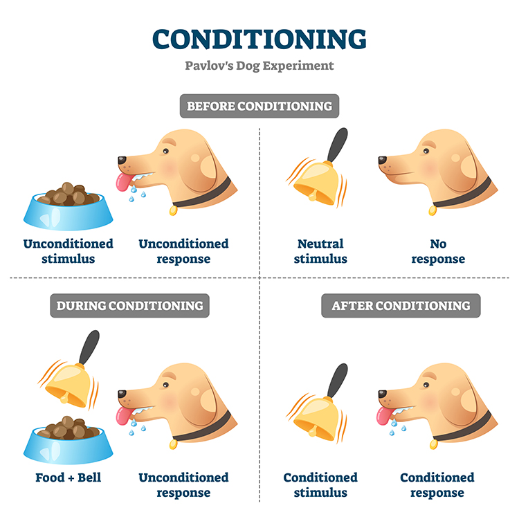 Classical conditioning diagram